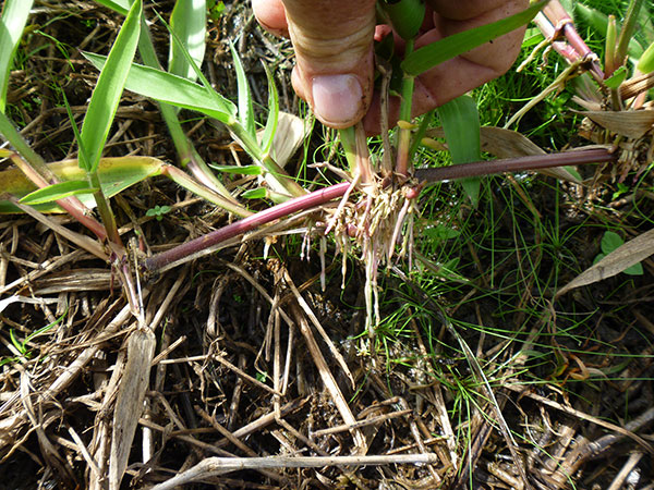 Urochloa brizantha - Tropical Forages