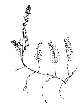 Adesmia latifolia