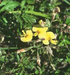 Adesmia spp.