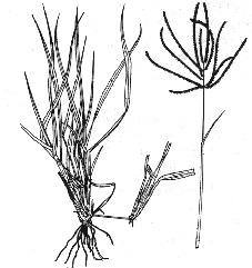 Cynodon nlemfuensis - Estrella